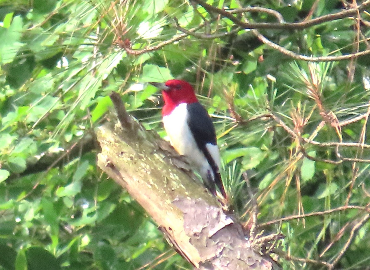 Red-headed Woodpecker - ML620310773