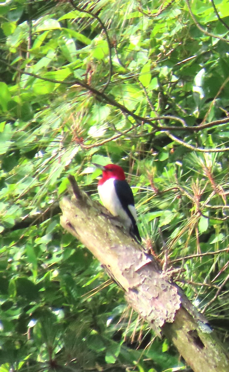 Red-headed Woodpecker - ML620310774