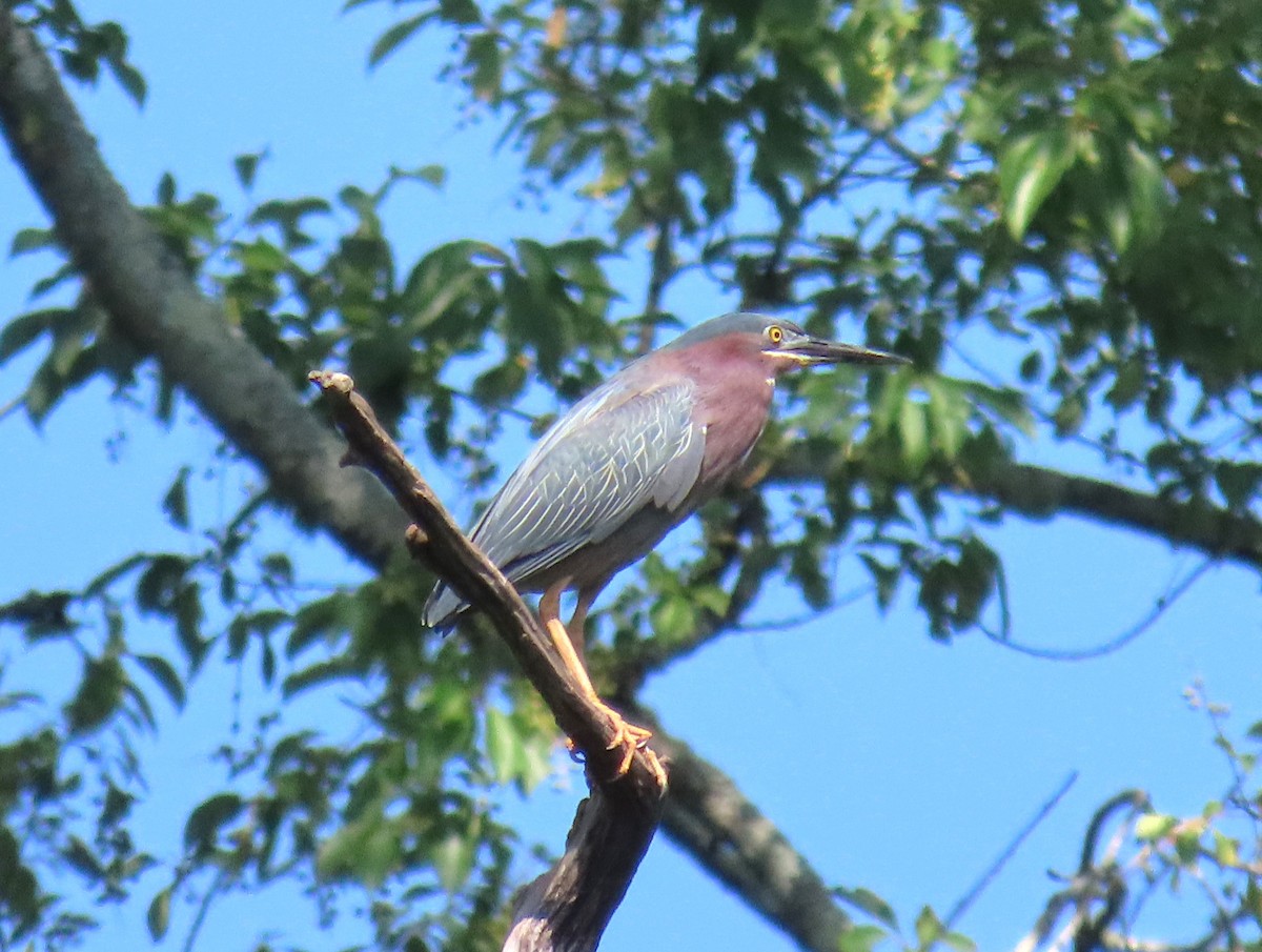 Green Heron - ML620310776