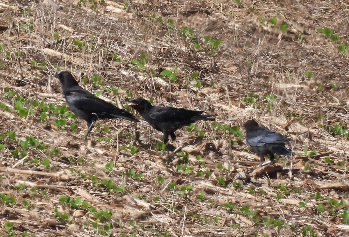 American Crow - ML620310777