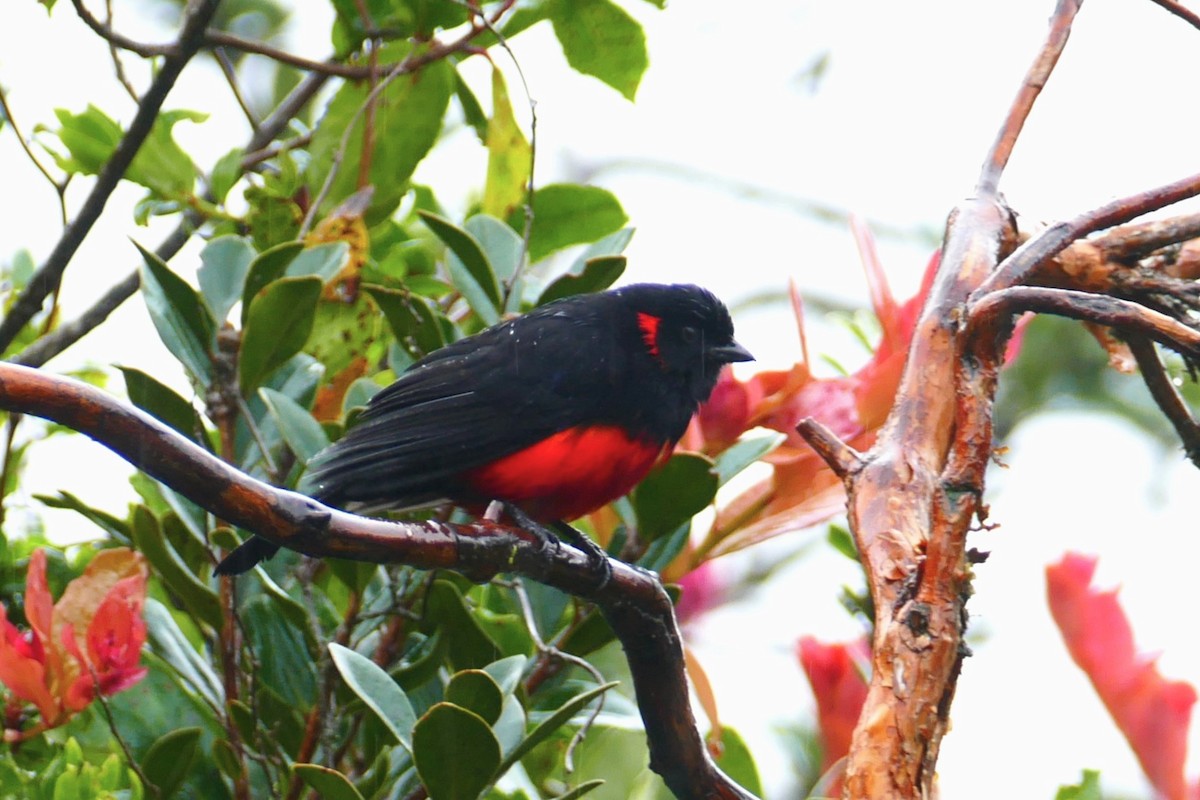 Scarlet-bellied Mountain Tanager - ML620310779