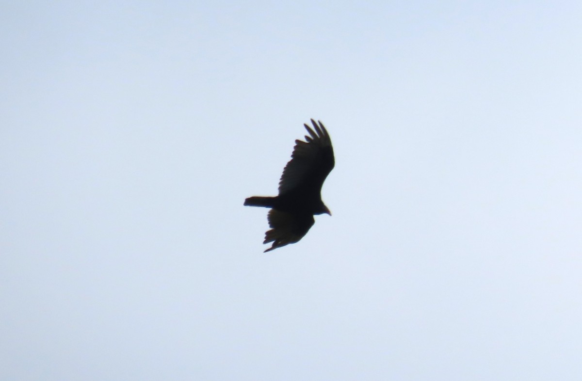 Turkey Vulture - ML620310786