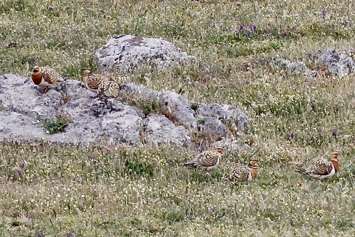 Pin-tailed Sandgrouse - ML620310792