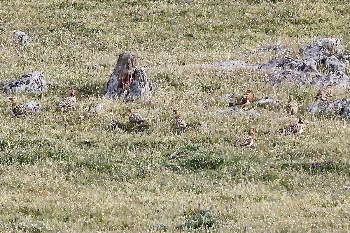 Pin-tailed Sandgrouse - ML620310796