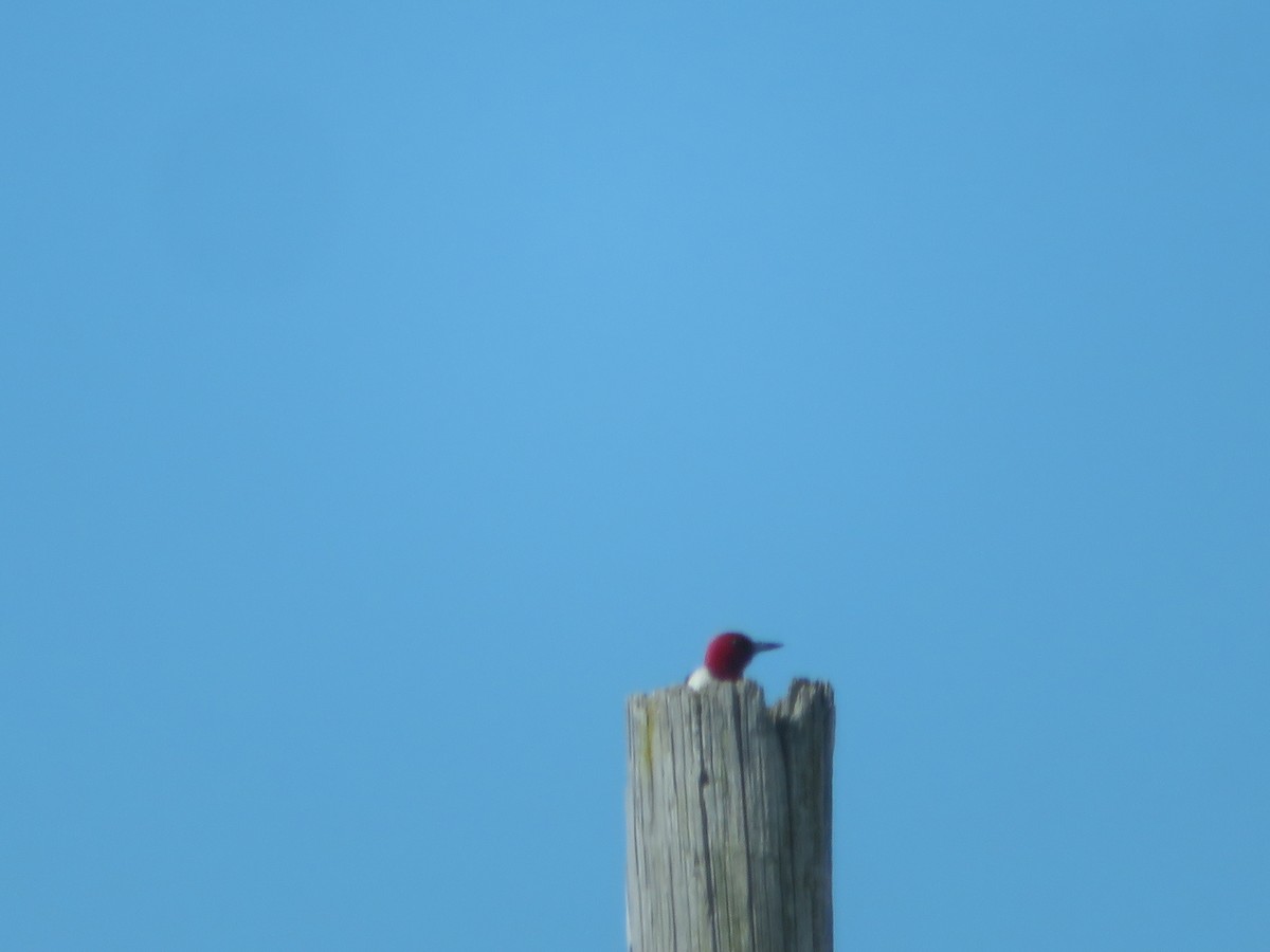 Red-headed Woodpecker - ML620310797