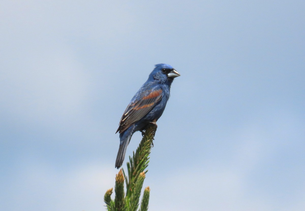 Blue Grosbeak - ML620310798