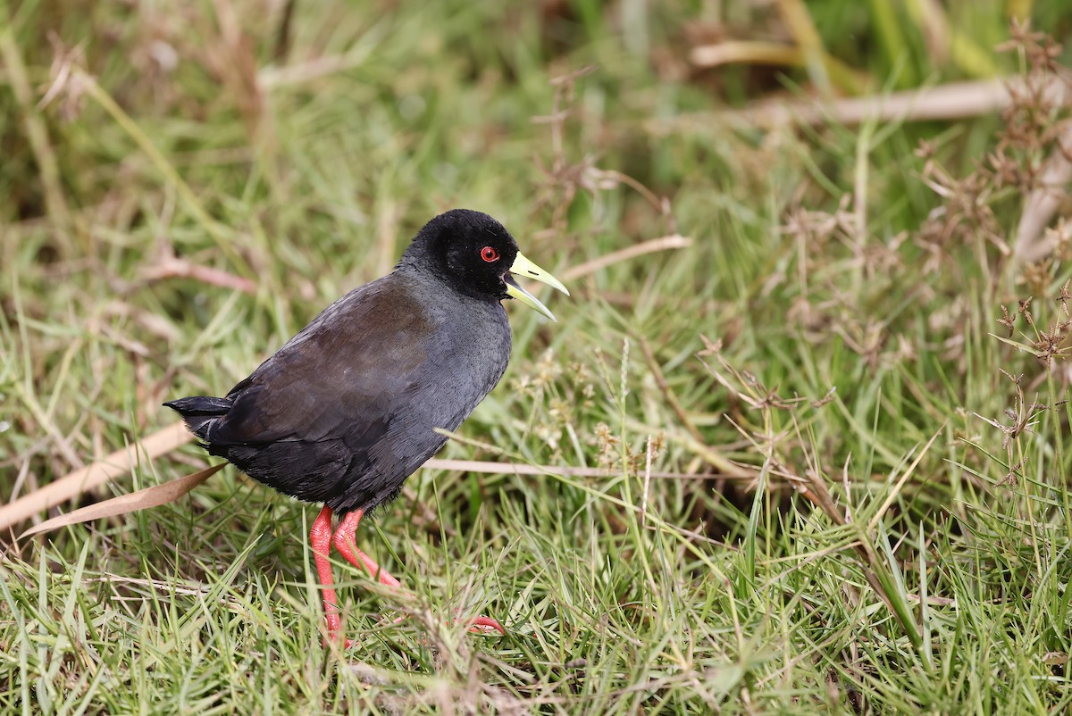 Black Crake - ML620310802