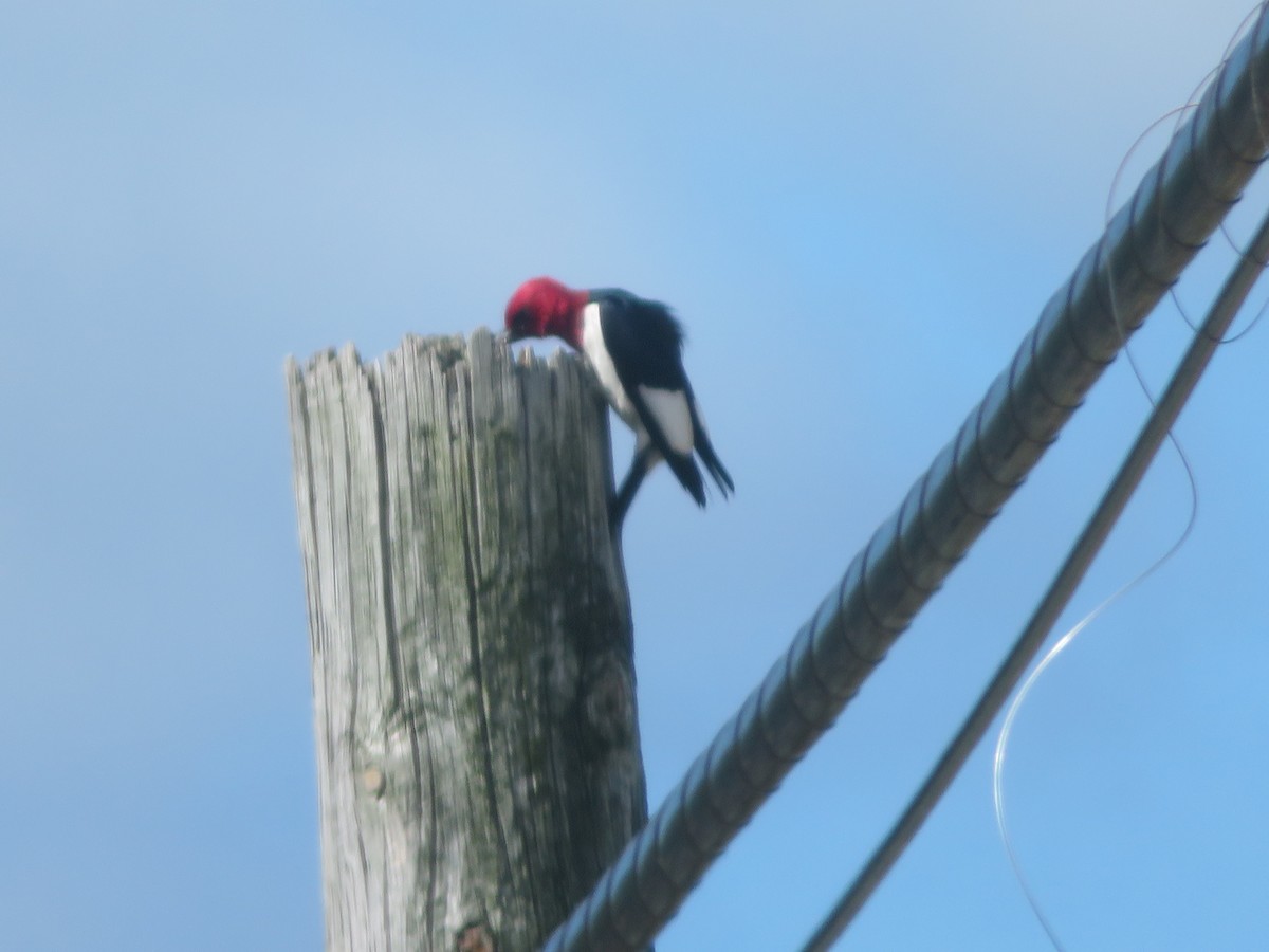 Red-headed Woodpecker - ML620310803