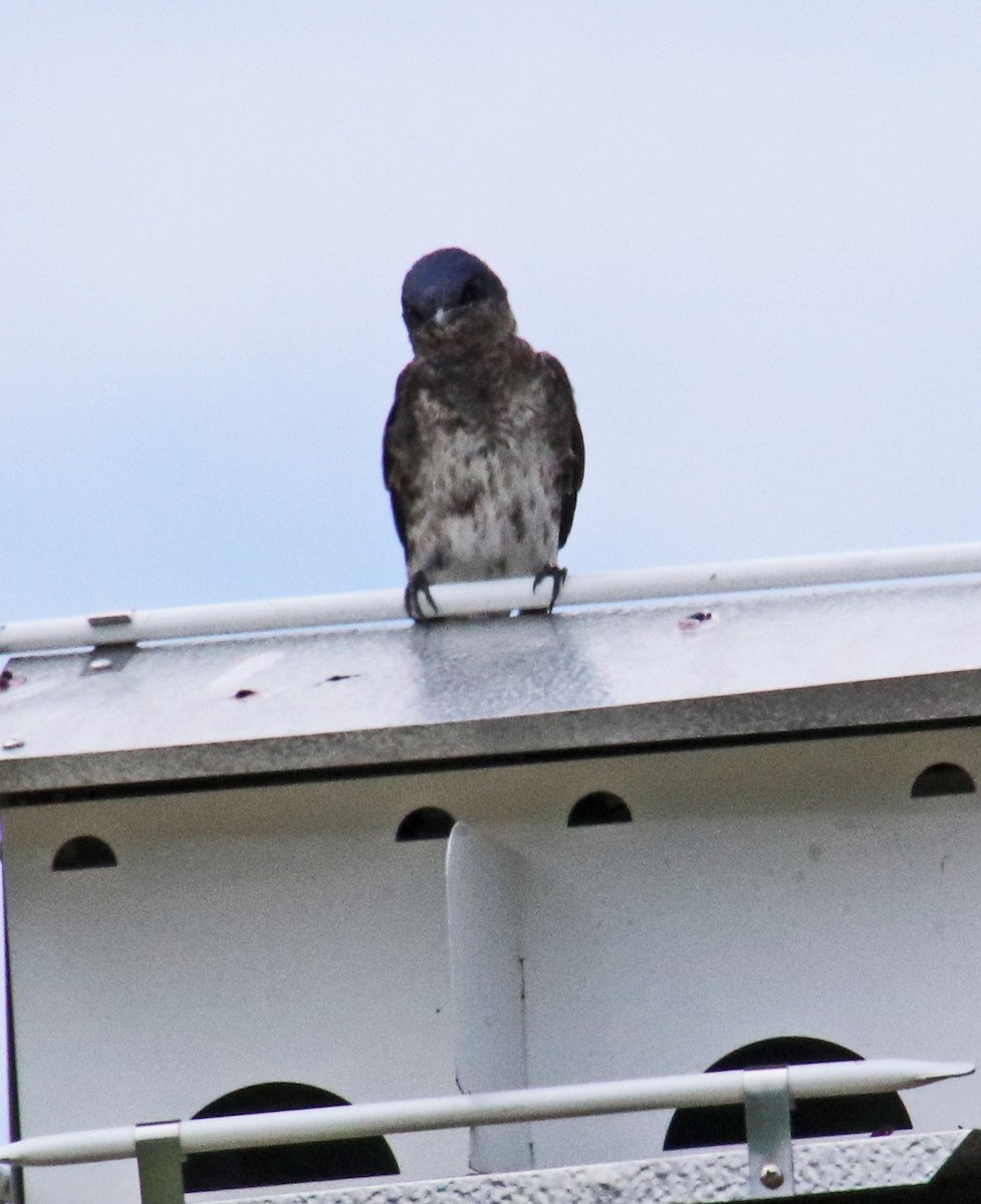 Purple Martin - ML620310805