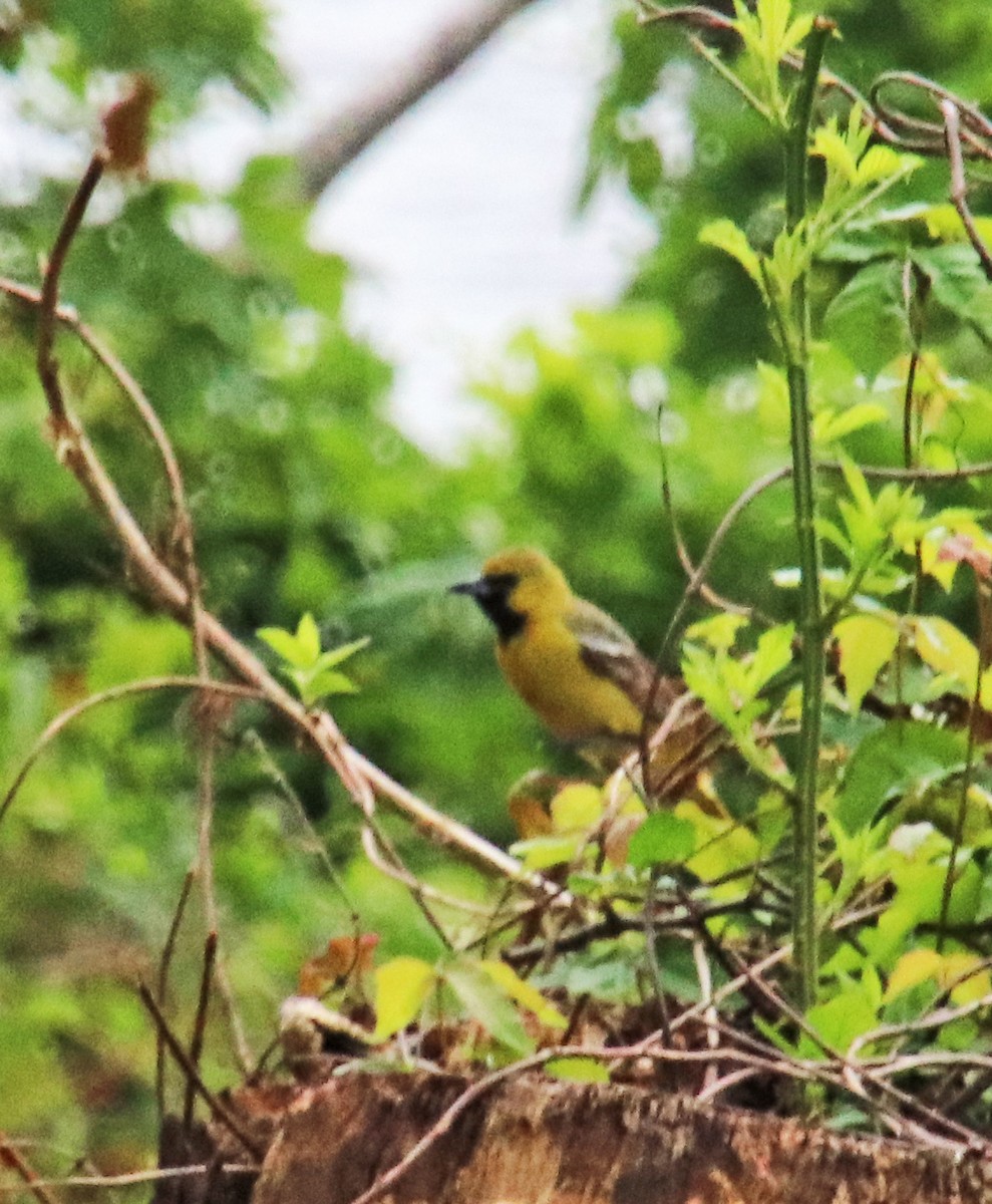 Orchard Oriole - ML620310808