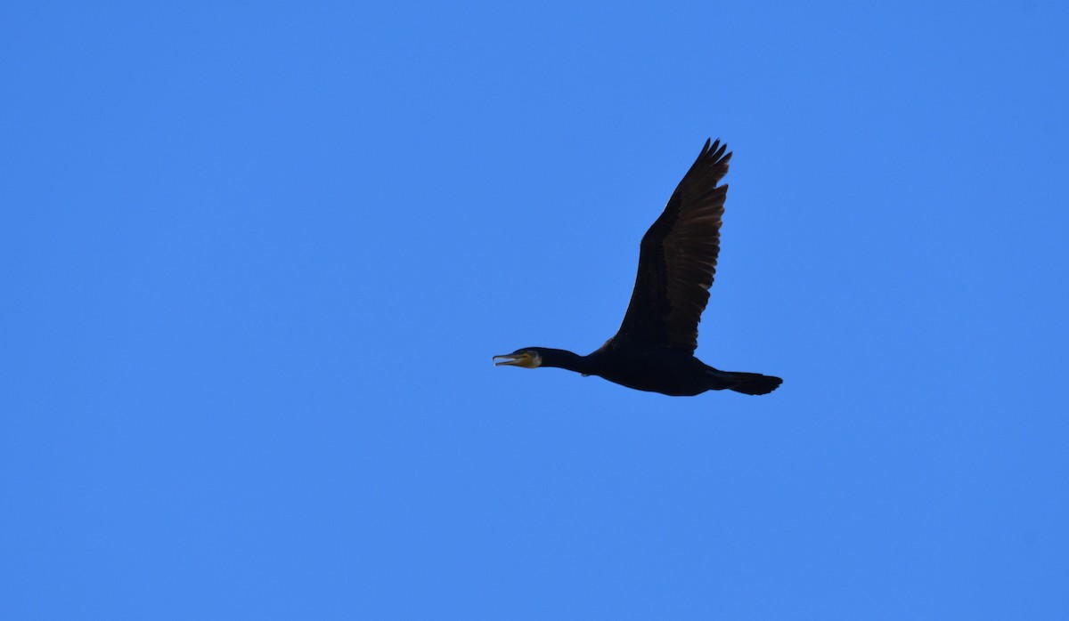 Great Cormorant - ML620310809