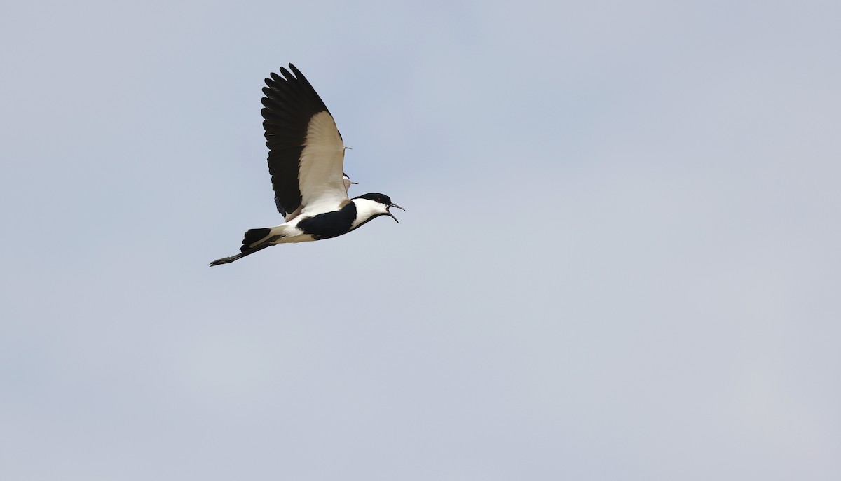 Spur-winged Lapwing - ML620310810