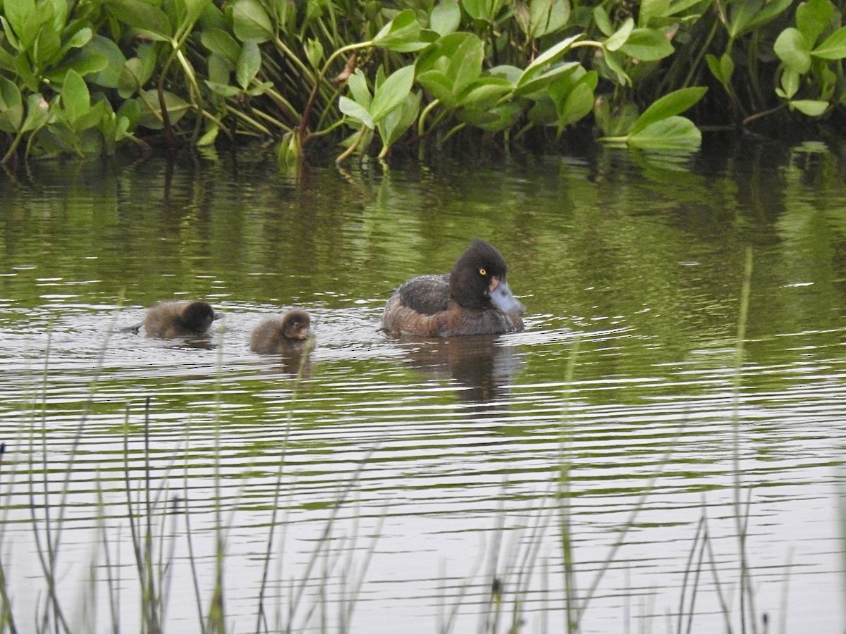 鳳頭潛鴨 - ML620310811