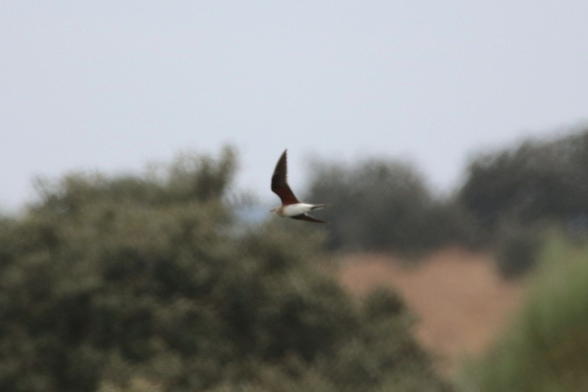 Collared Pratincole - ML620310812