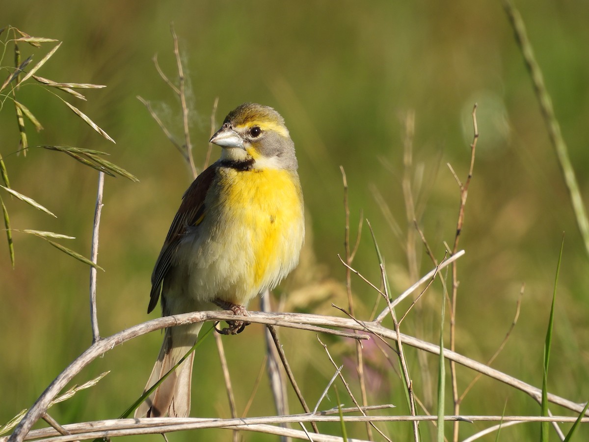 Dickcissel - ML620310815