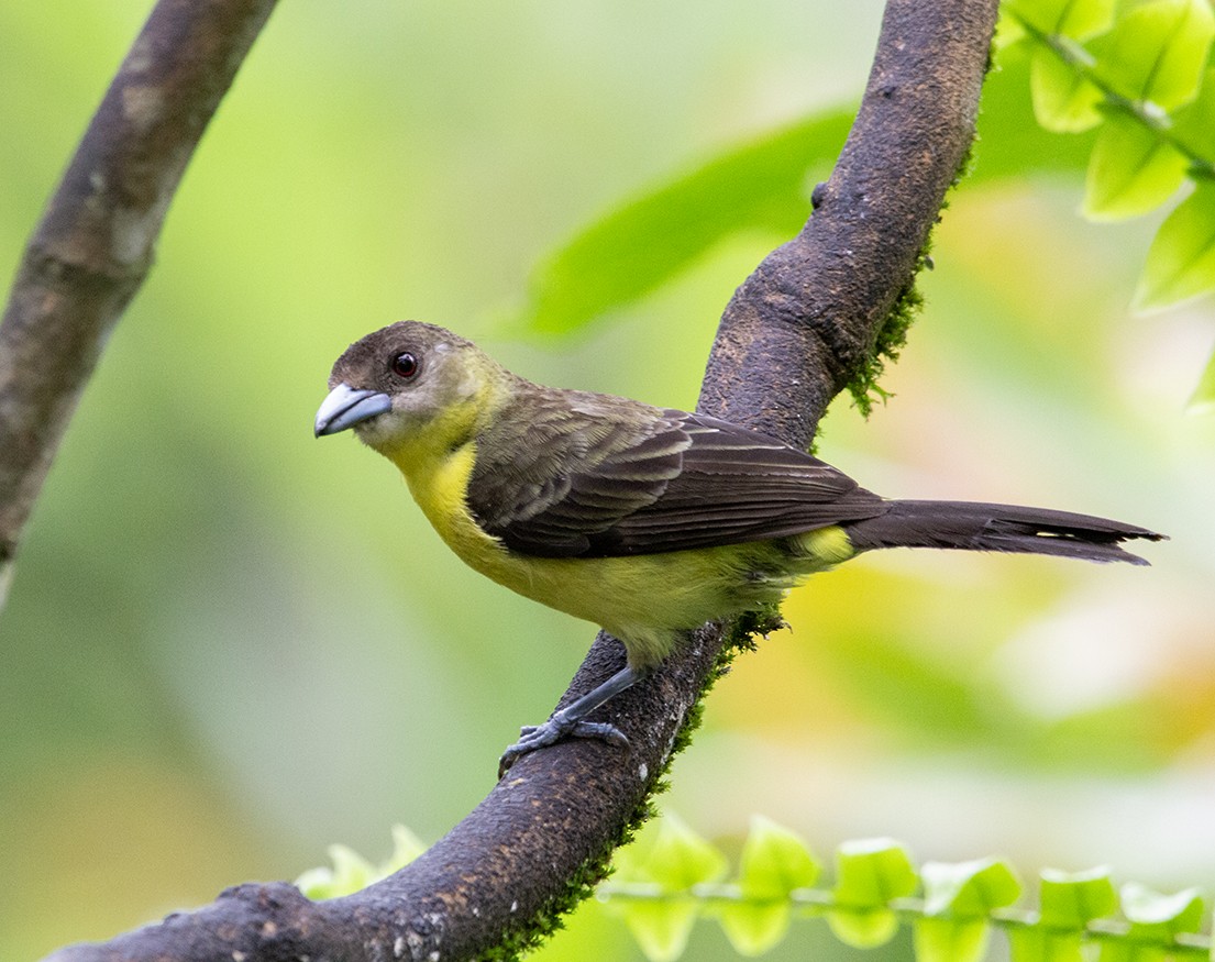 Flame-rumped Tanager (Lemon-rumped) - ML620310816