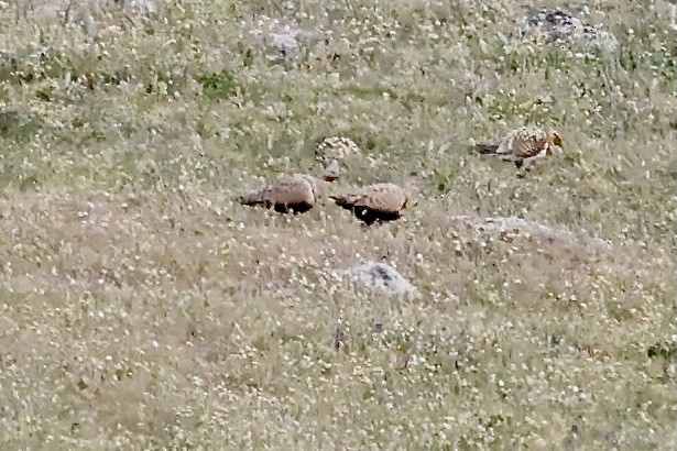 Black-bellied Sandgrouse - ML620310818