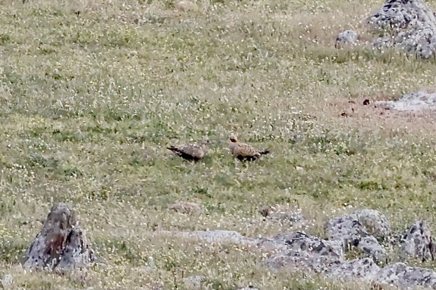 Black-bellied Sandgrouse - ML620310819