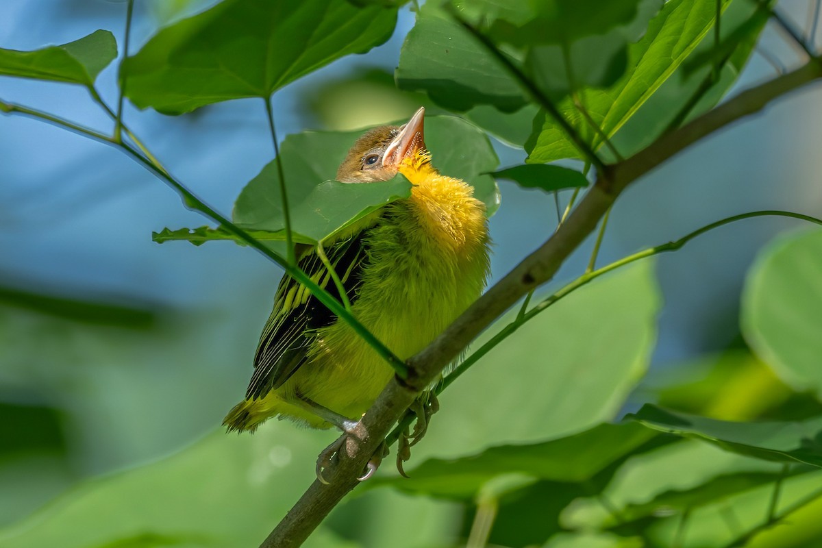 Baltimore Oriole - ML620310822