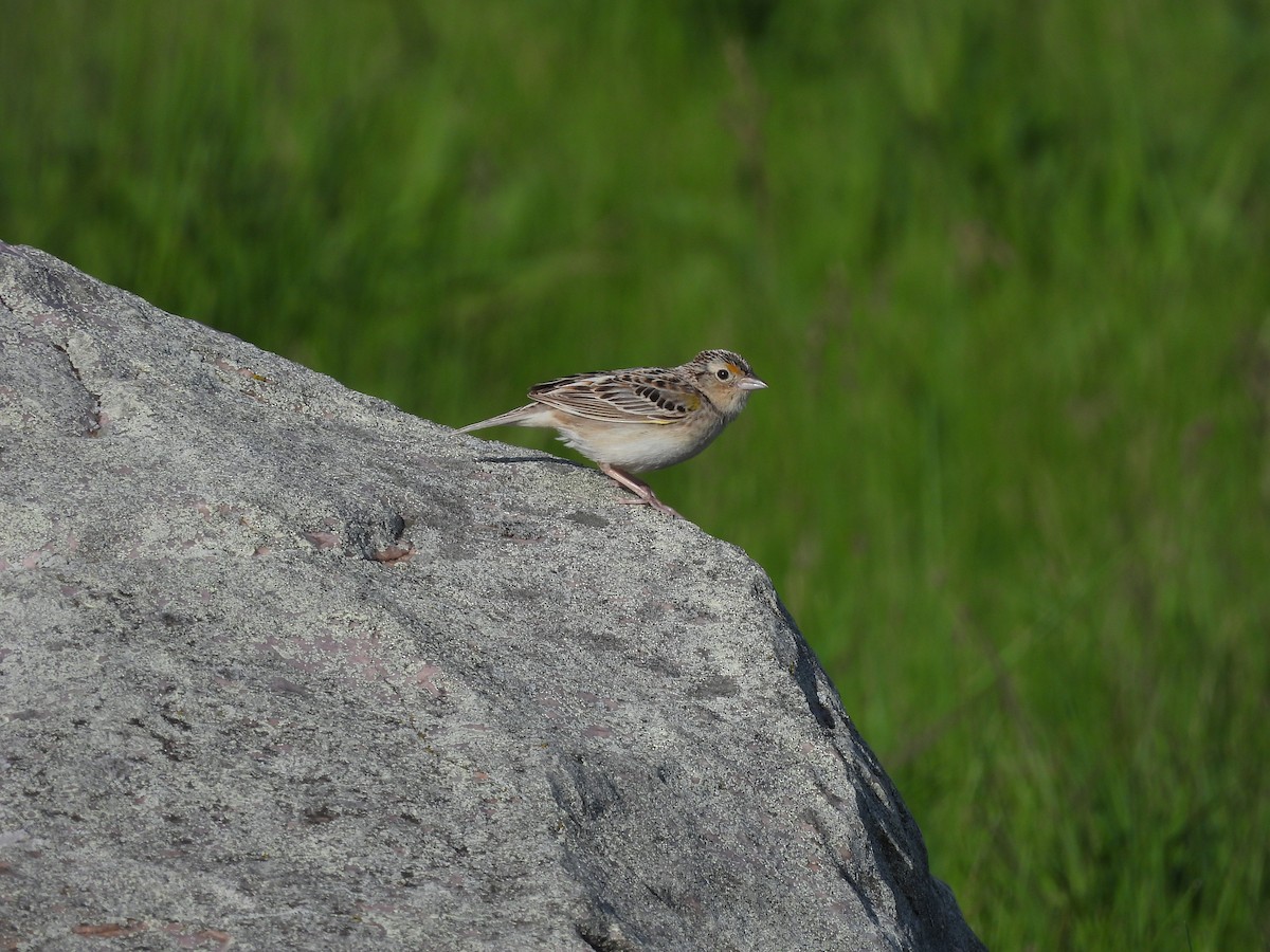 Grasshopper Sparrow - ML620310823