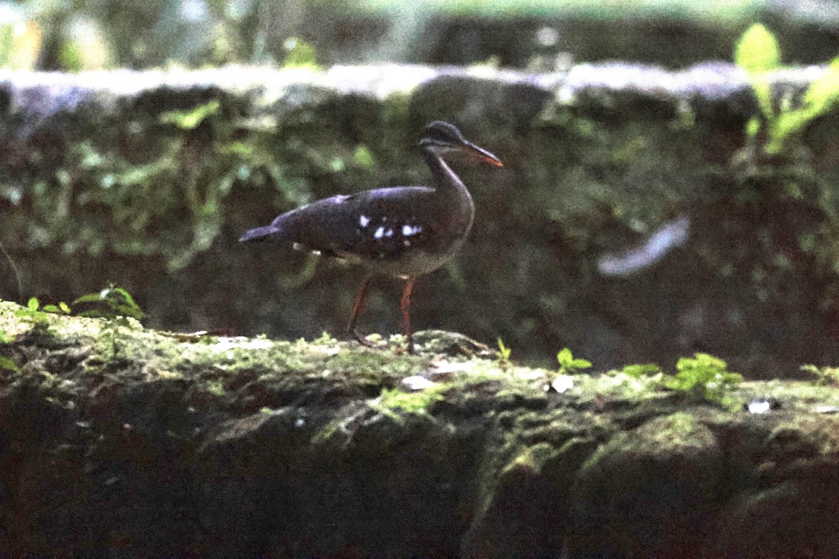 Sunbittern - ML620310825