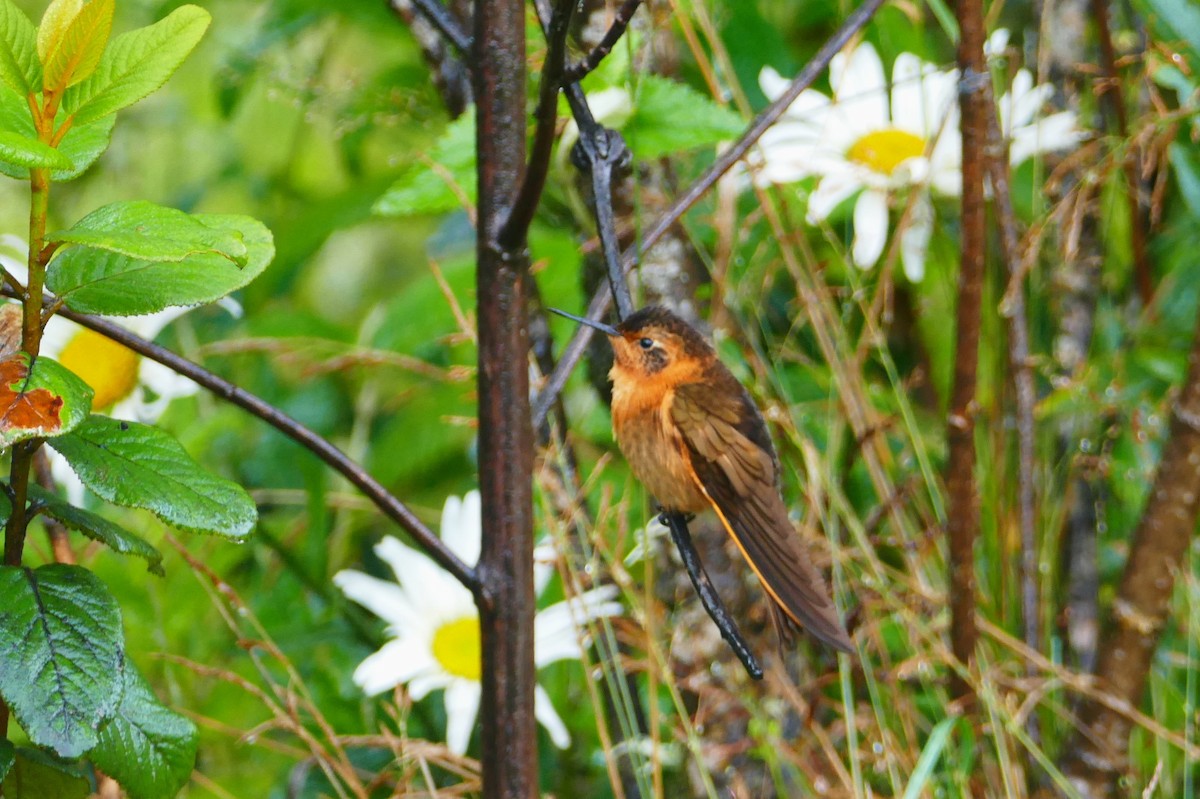 kolibřík duhovohřbetý - ML620310829