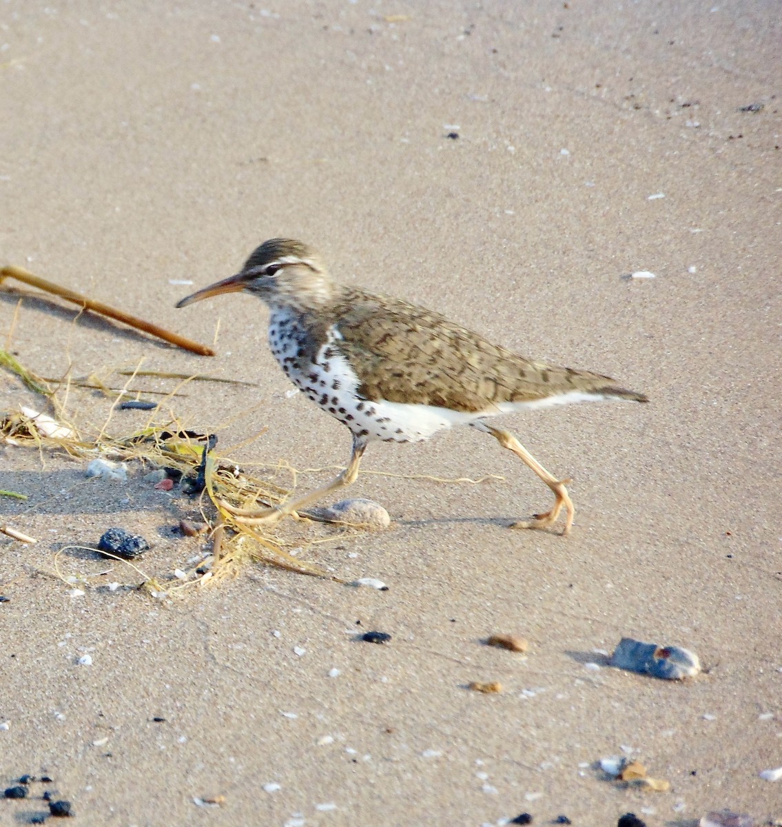 Spotted Sandpiper - ML620310837