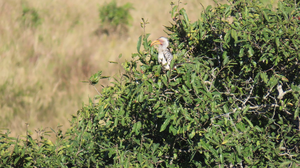 Southern Yellow-billed Hornbill - ML620310845