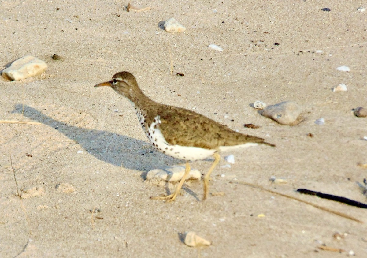 Spotted Sandpiper - ML620310850