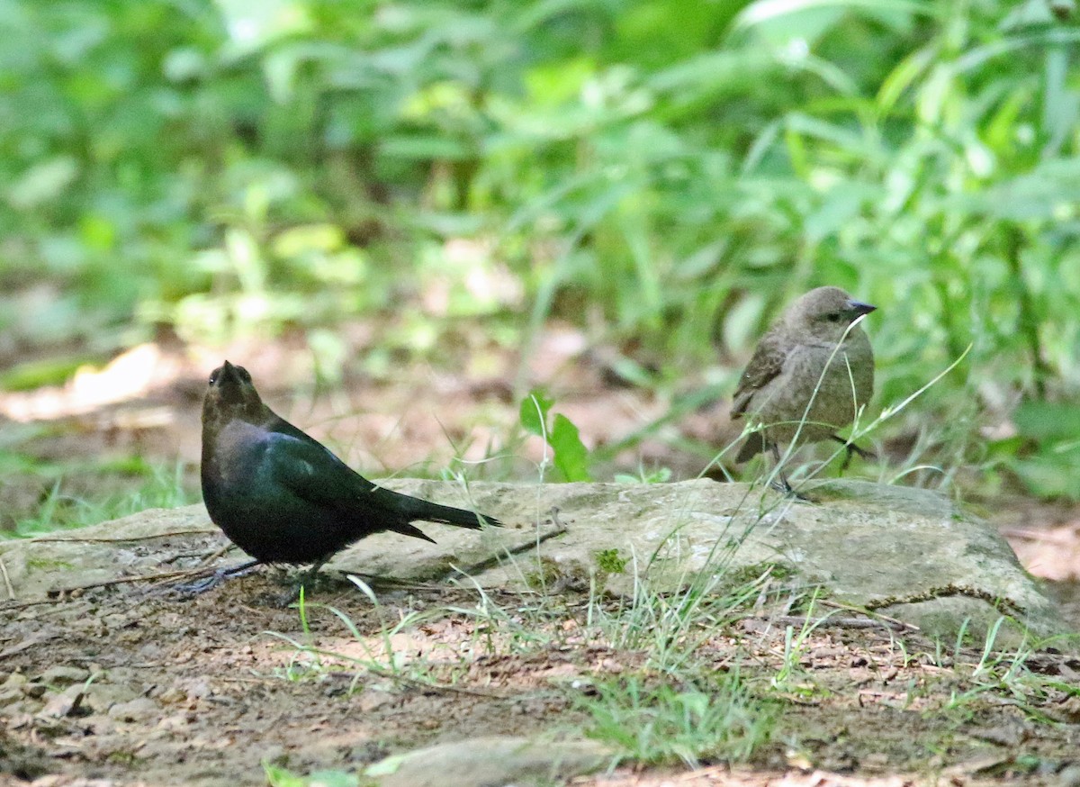 Brown-headed Cowbird - ML620310852