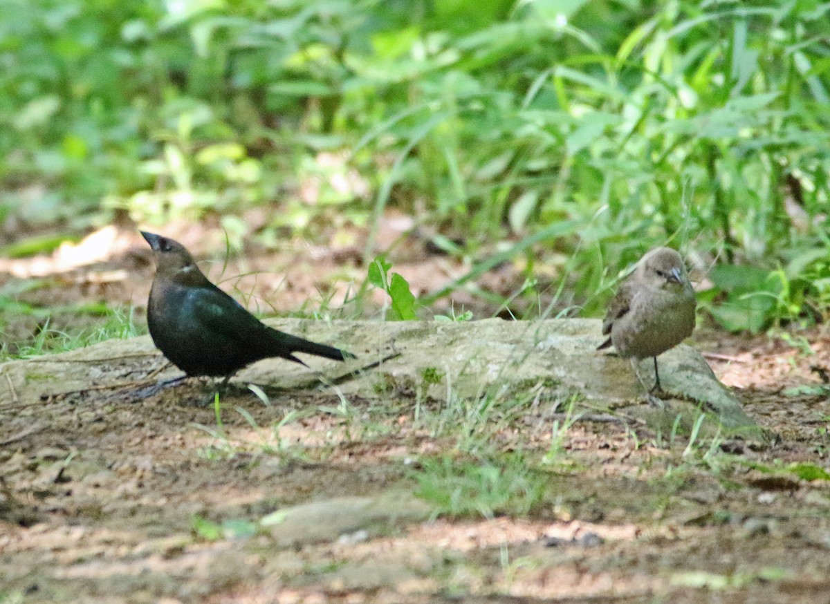 Brown-headed Cowbird - ML620310853