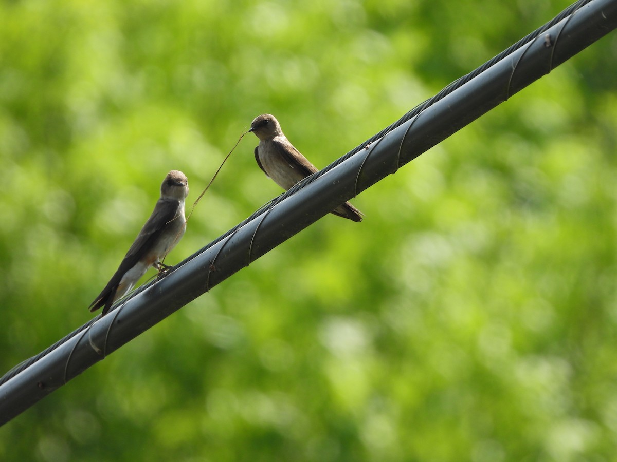 Northern Rough-winged Swallow - ML620310854