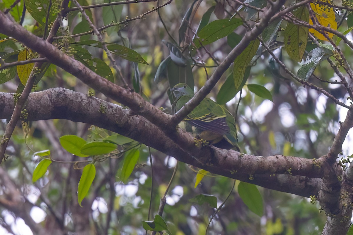 Superb Fruit-Dove - ML620310856