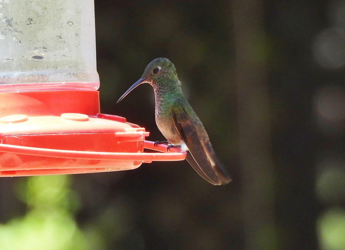 Berylline Hummingbird - ML620310859