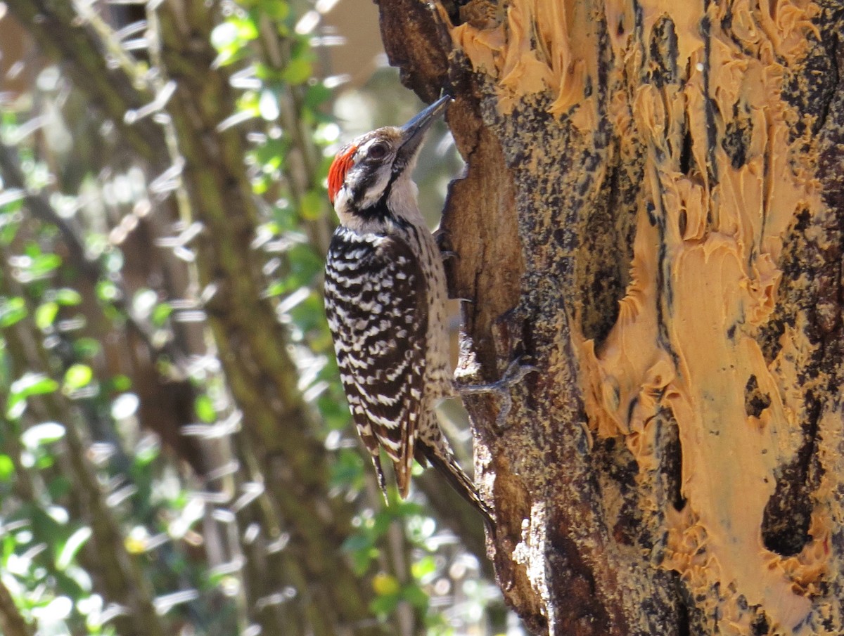 Ladder-backed Woodpecker - ML620310860