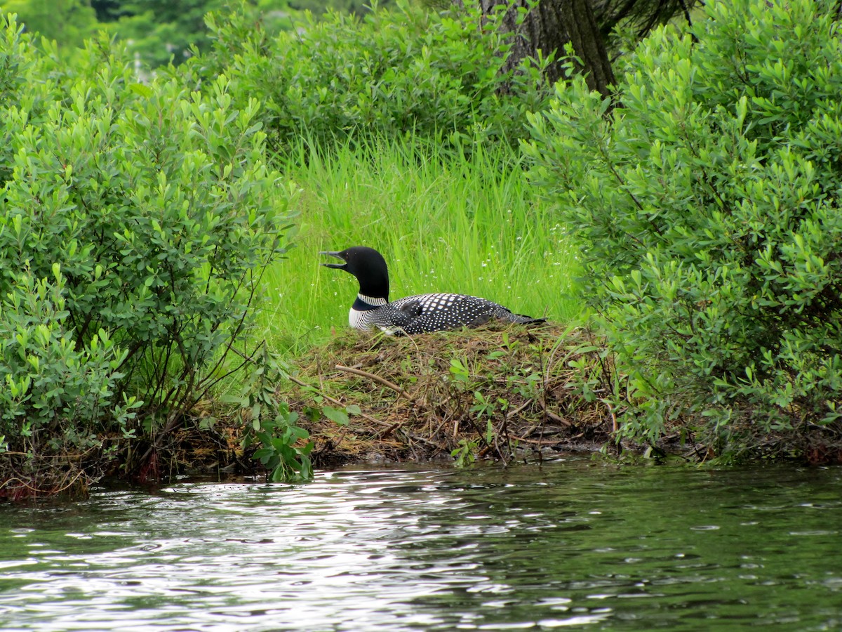 Common Loon - ML620310865