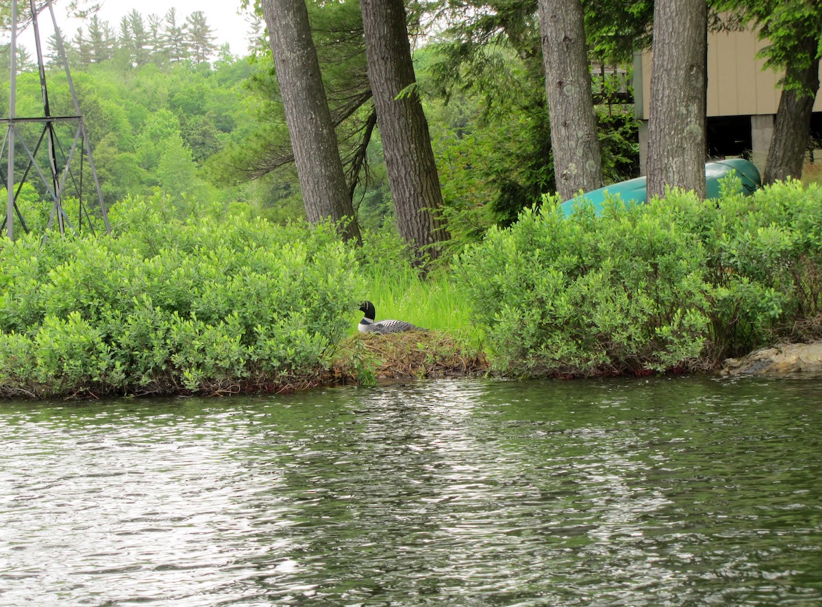 Common Loon - ML620310866