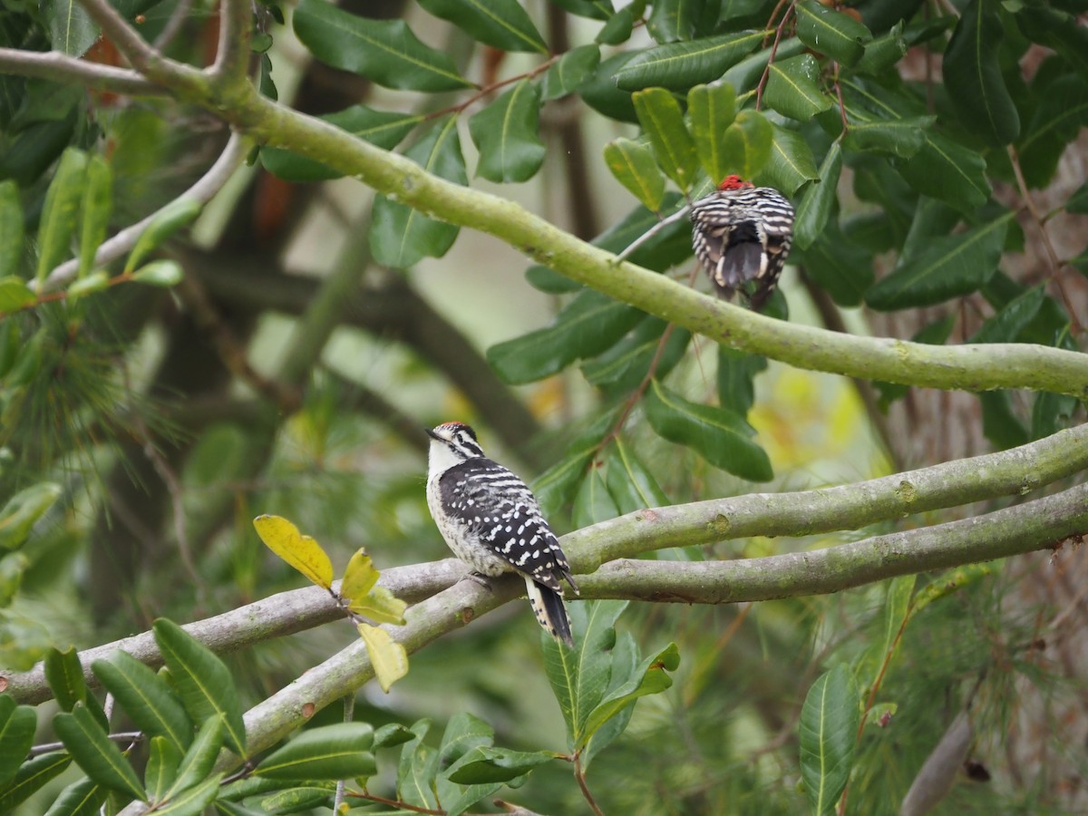 Nuttall's Woodpecker - ML620310870