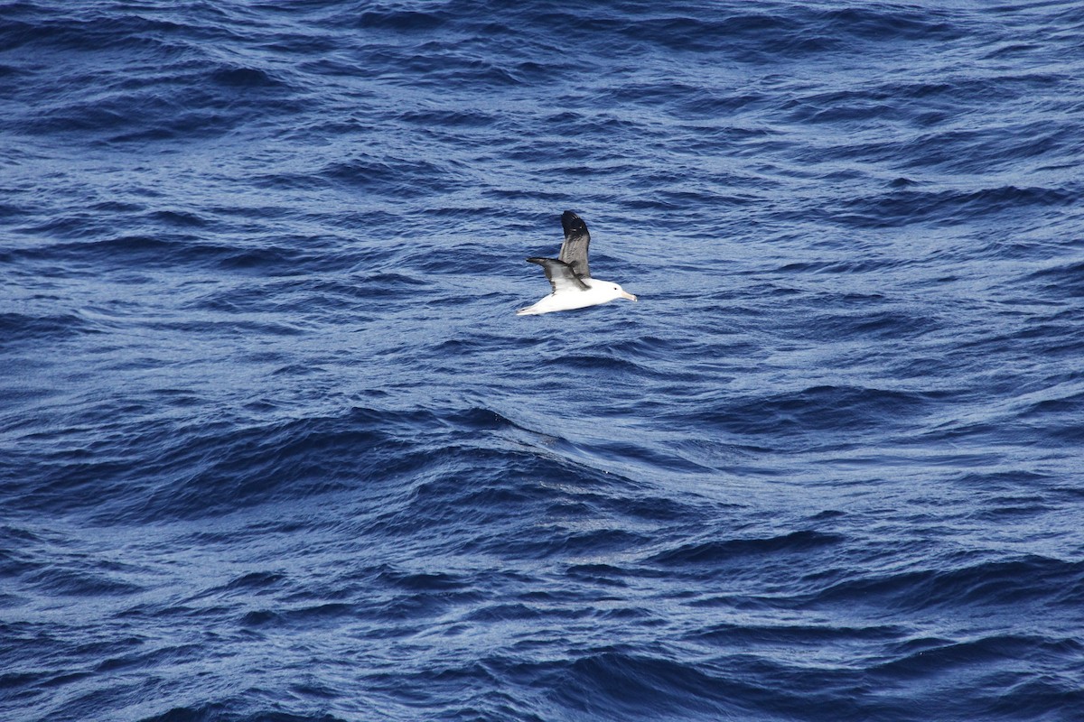 albatros černobrvý - ML620310873