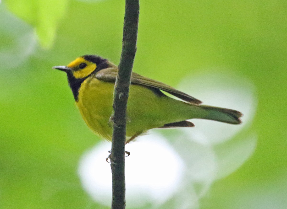 Hooded Warbler - ML620310875