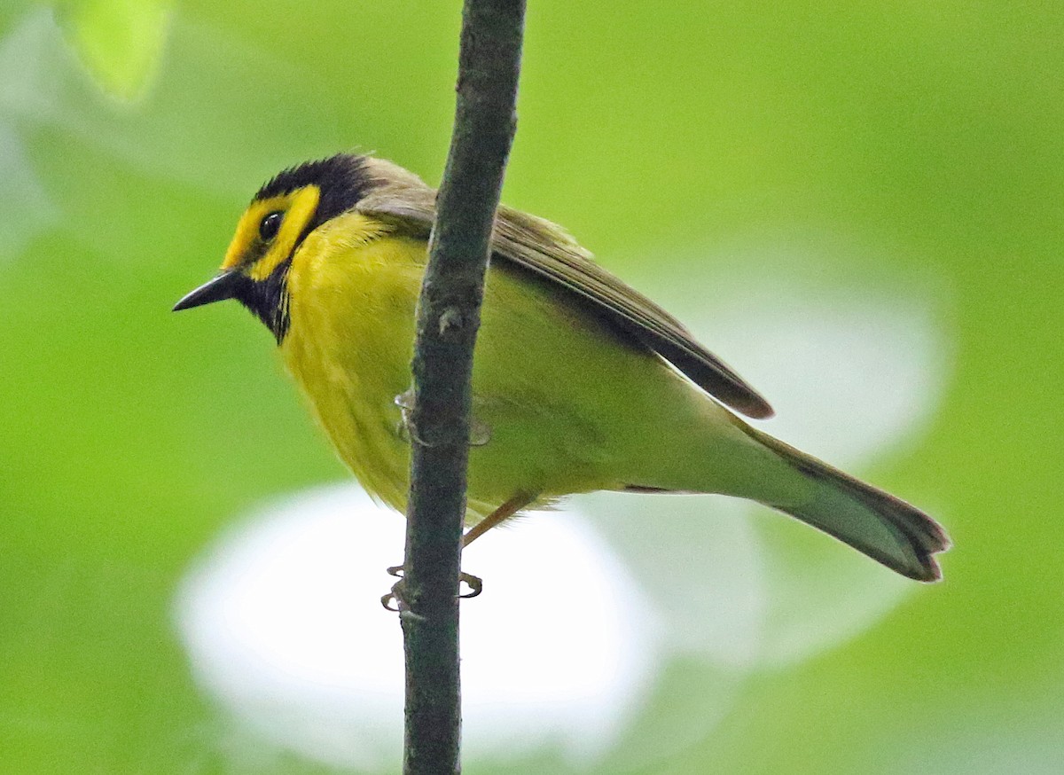 Hooded Warbler - ML620310877