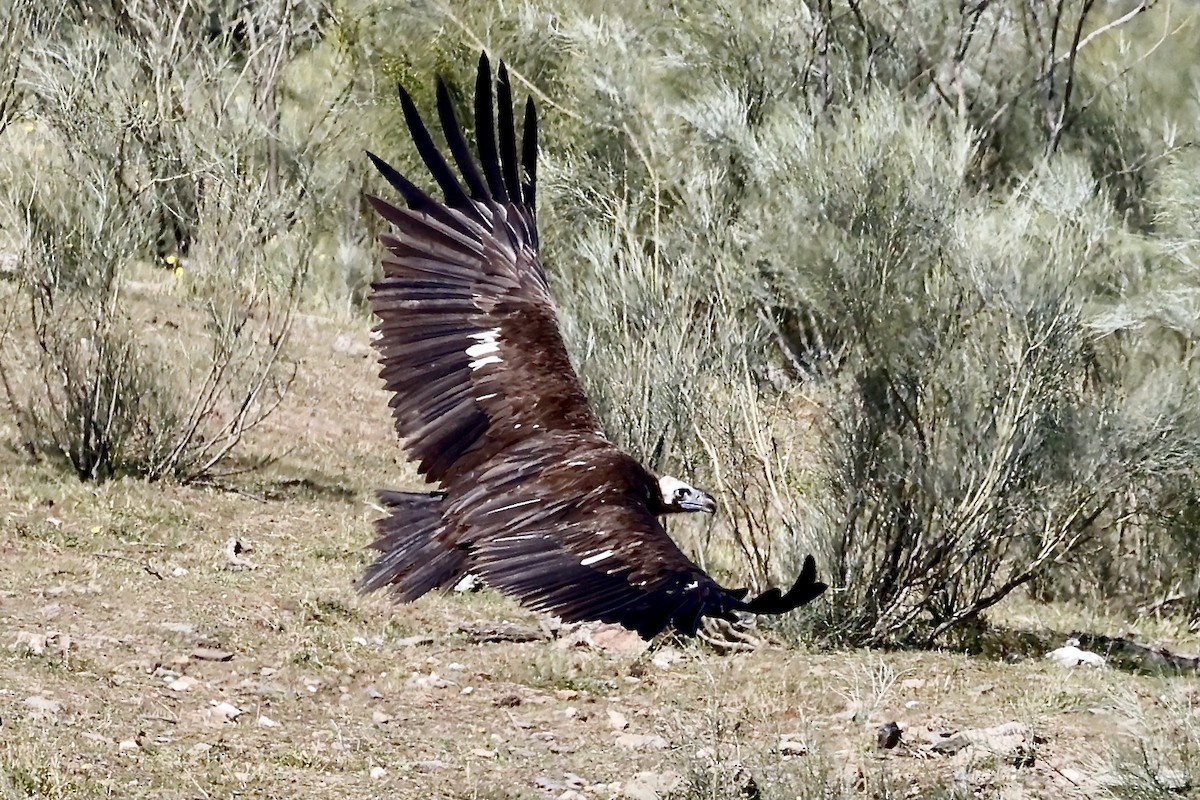 Cinereous Vulture - ML620310878