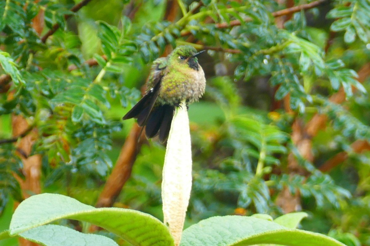 kolibřík dřišťálový - ML620310881