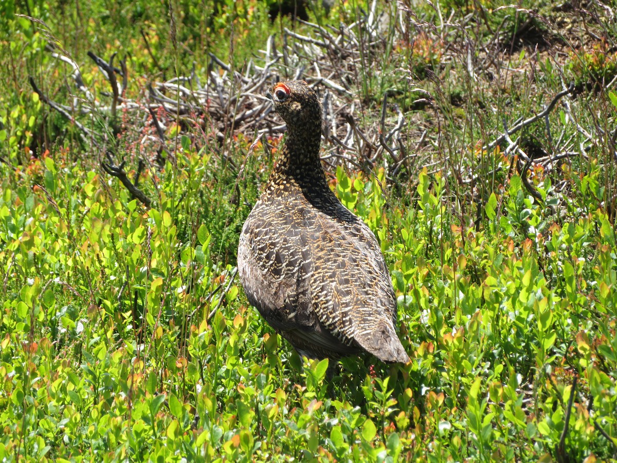 Willow Ptarmigan - ML620310884