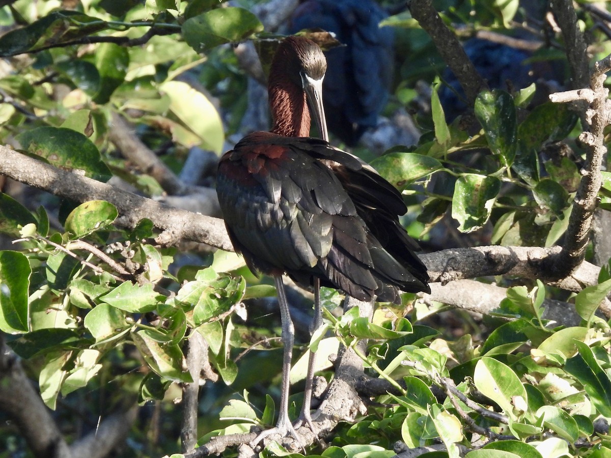 ibis hnědý - ML620310885