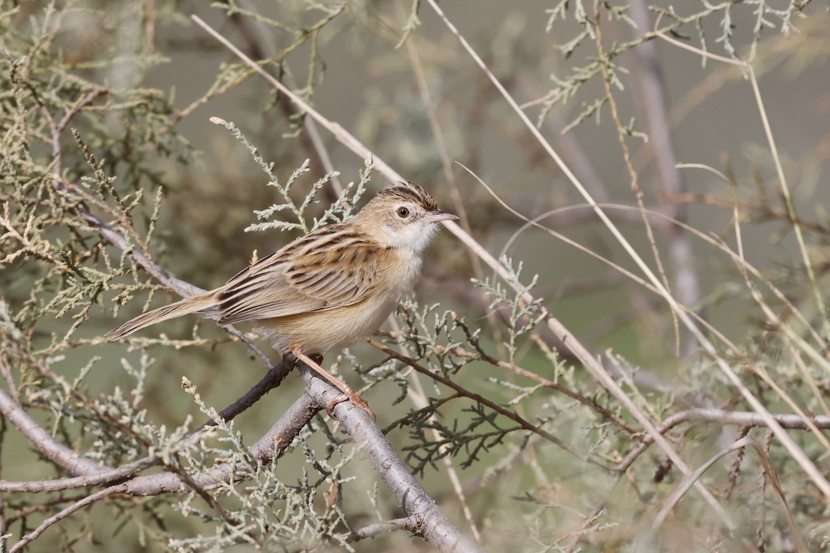 Zitting Cisticola - ML620310887