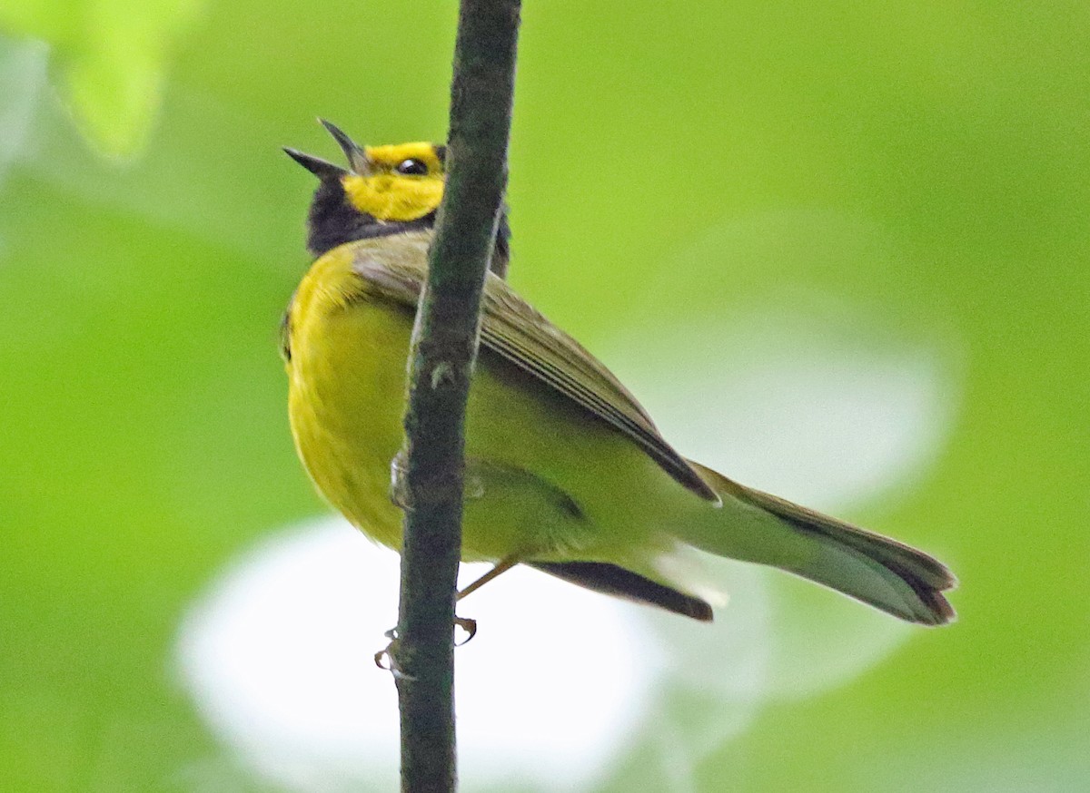 Hooded Warbler - ML620310888