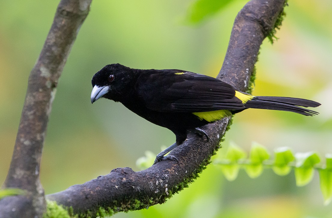 Flame-rumped Tanager (Lemon-rumped) - Iván Mota