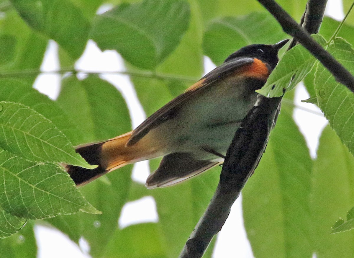 American Redstart - ML620310896