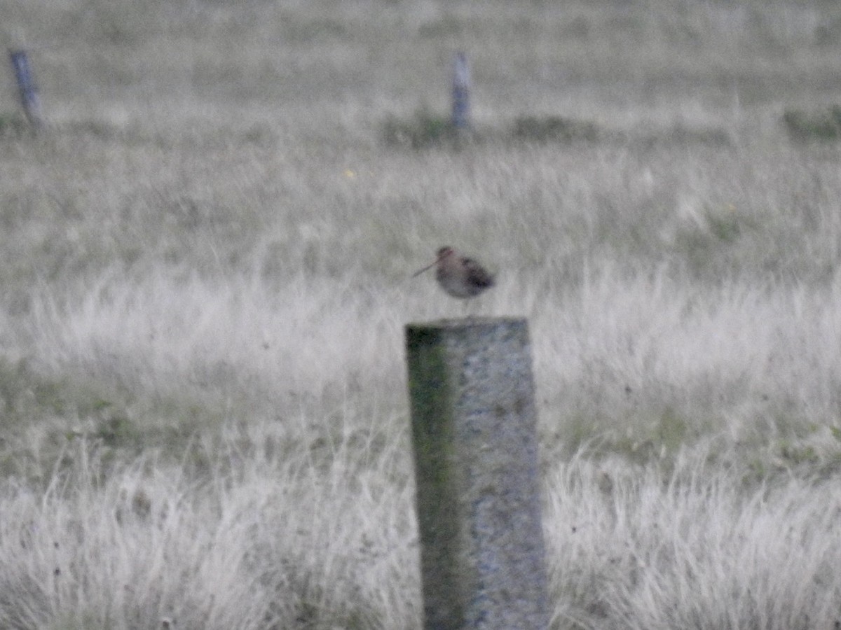 Common Snipe - ML620310899